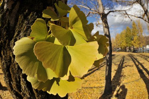 gingko tree park autumn