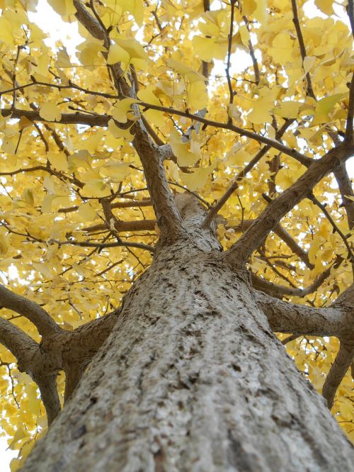 gingko tree yellow leaves autumn