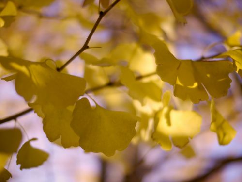 gingko tree huang wood