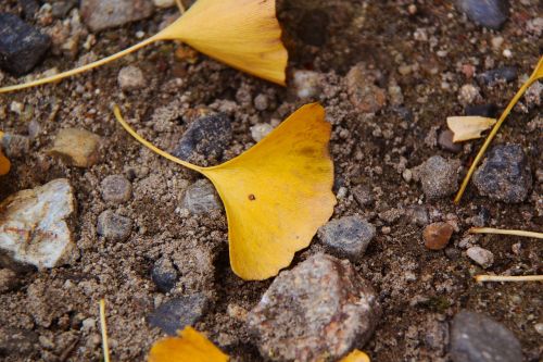 ginkgo yellow autumn