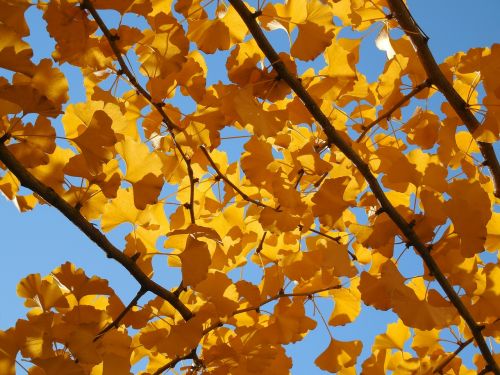ginkgo leaves fall