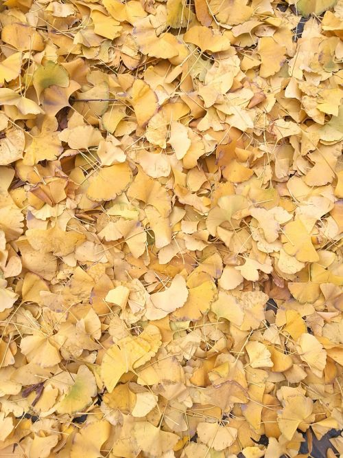 ginkgo yellow autumn