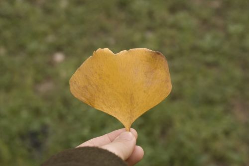 ginkgo autumn yellow