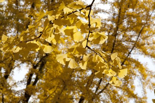 ginkgo ginkgo leaf yellow
