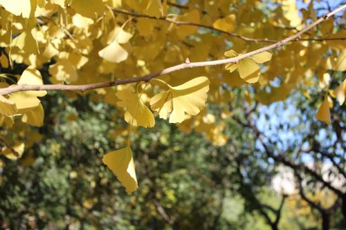 ginkgo ginkgo biloba dream