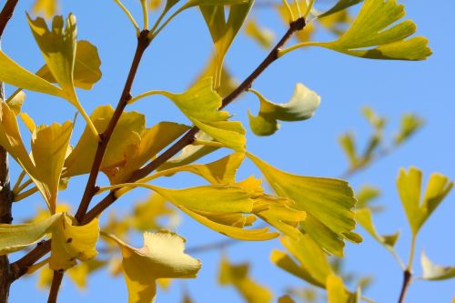 ginkgo biloba ginkgo yellow leaves