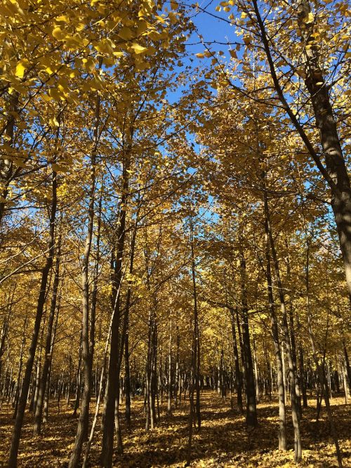 ginkgo forest yellow leaves autumn