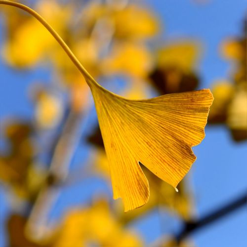 ginkgo in the autumn ginko ginkgo biloba