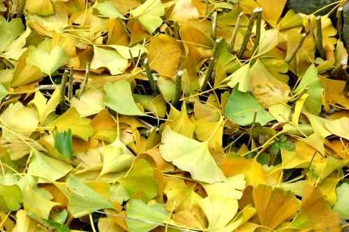 ginkgo leaves autumn leaves