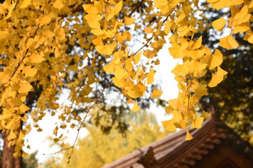 ginkgo trees autumn yellow leaves