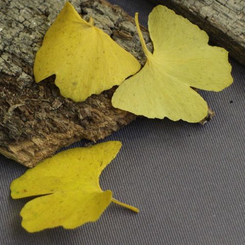 ginko nature yellow