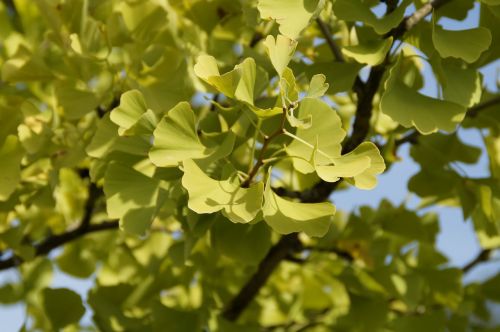 ginko green leaves