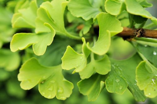 ginko green leaves