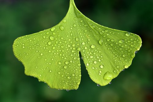 ginko  leaf  nature