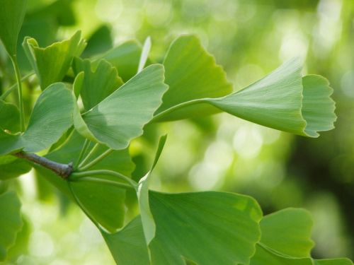 ginko green leaves