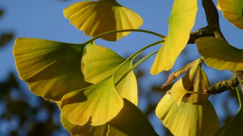 ginko biloba nature trees