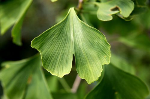 gingko ginkgo biloba sheet