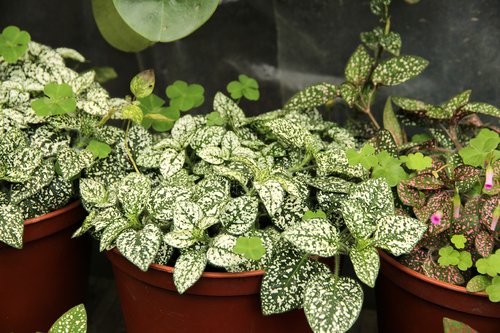 gipoestes  hypoestes  plant