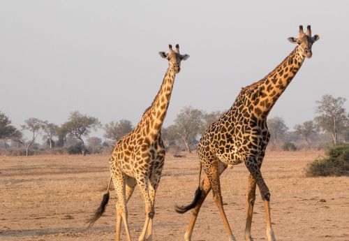 girafe africa animal
