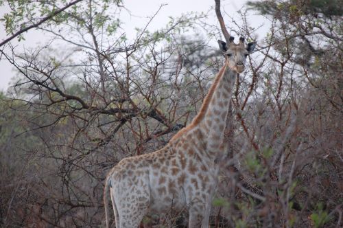 giraffe trees bush