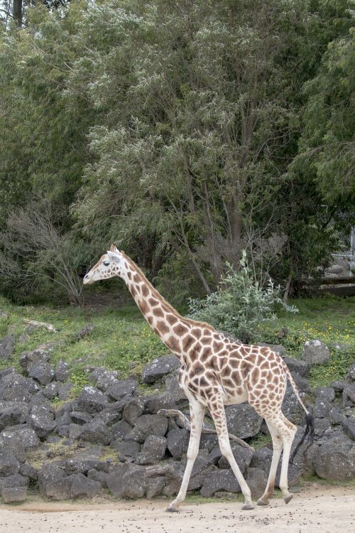 giraffe baby giraffe africa
