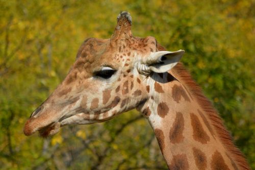 giraffe animal mammal