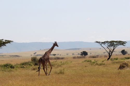 giraffe africa animal