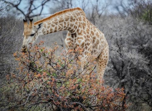 giraffe eating animal