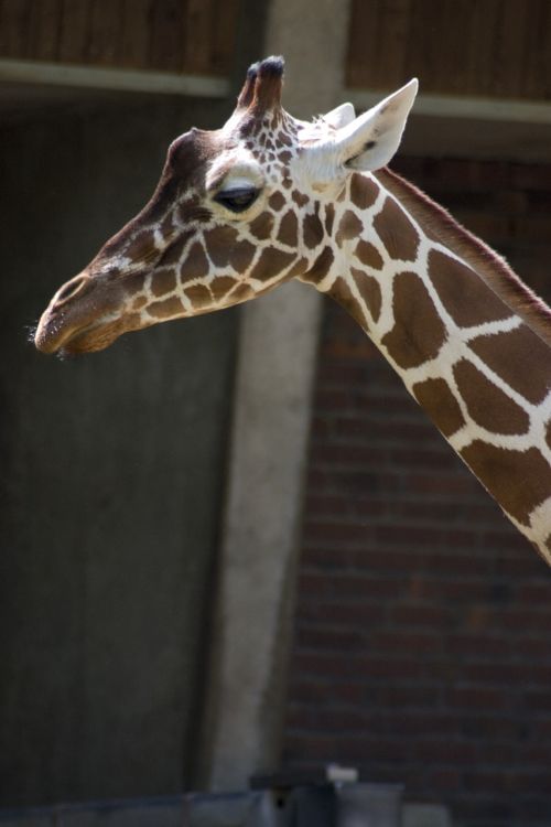 giraffe neck animals