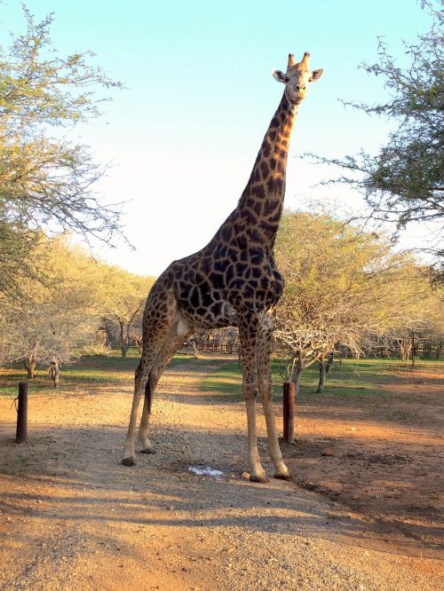 giraffe south africa africa