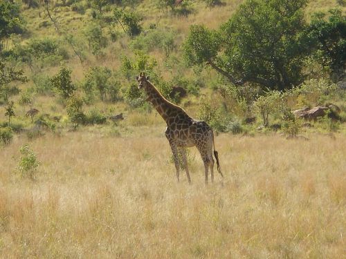 giraffe wildlife wild