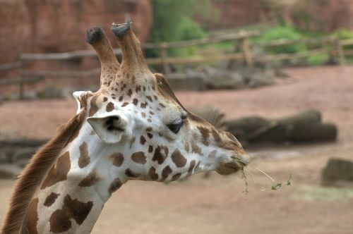 giraffe africa head