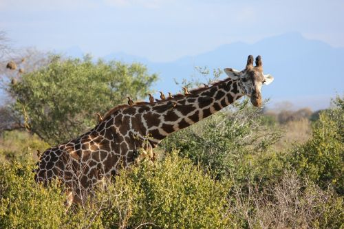 giraffe tsavo safari