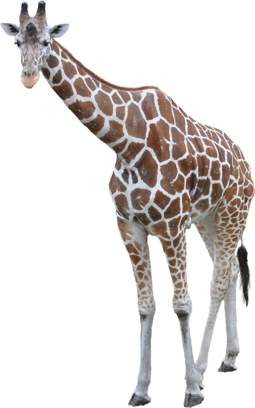 giraffe animal african