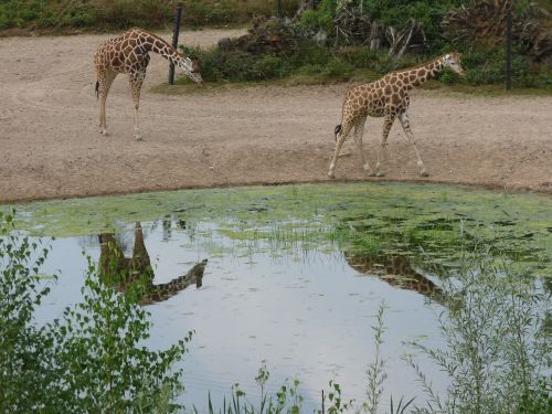 giraffe africa safari