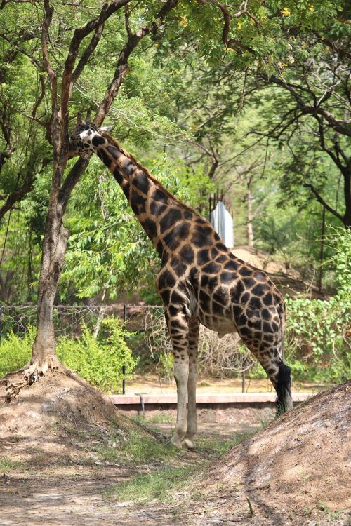giraffe zoo animals