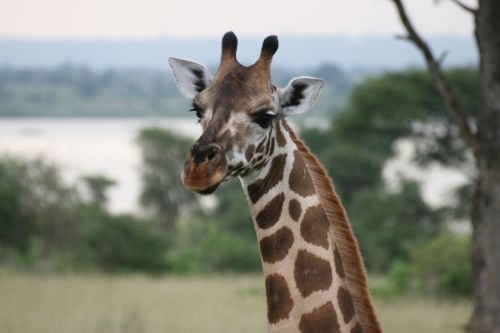 giraffe uganda animal