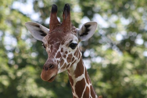 giraffe zoo head