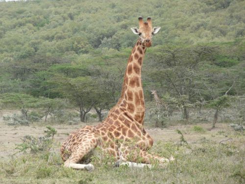 giraffe kenya safari