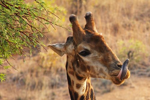 giraffe sunrise exciting