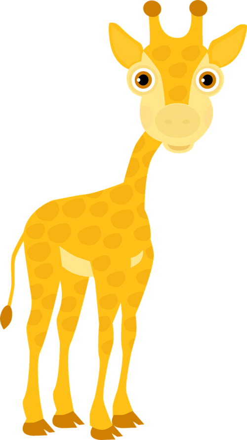 giraffe cub zoo
