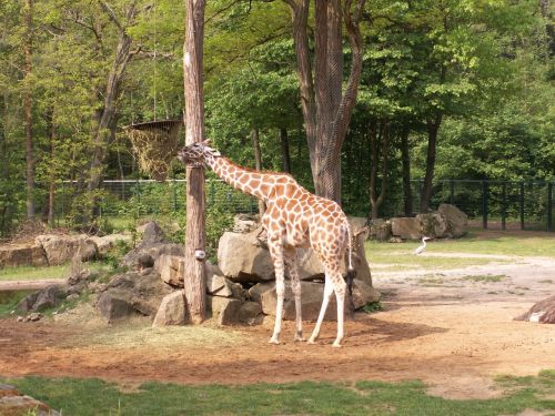 giraffe zoo nuremberg