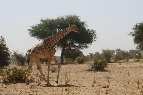 giraffe savannah africa