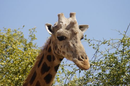 giraffe head neck