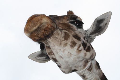 giraffe giraffe head neck