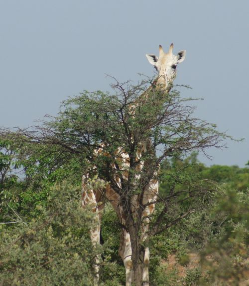 giraffe animal wild