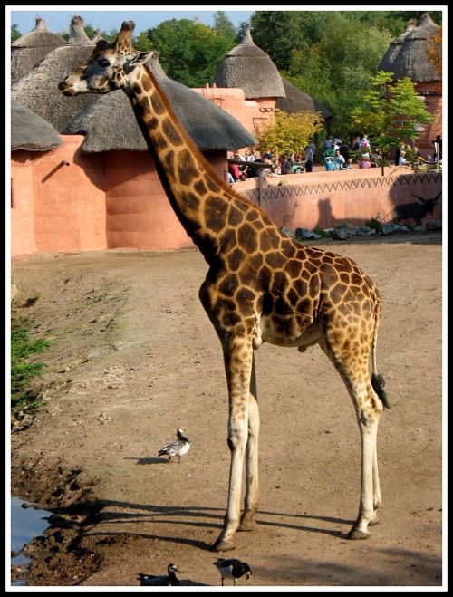 giraffe tall brown