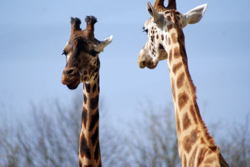 giraffe animal zoo