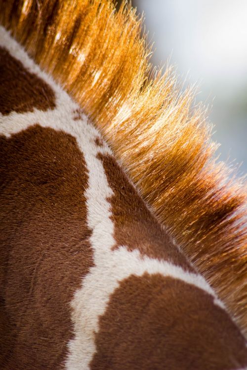 giraffe pattern animal