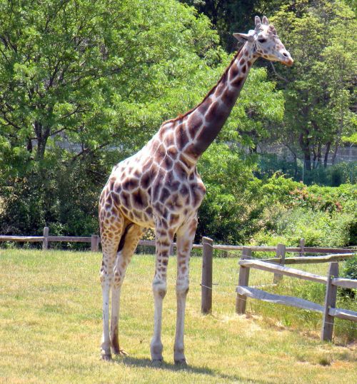 giraffe tall animal